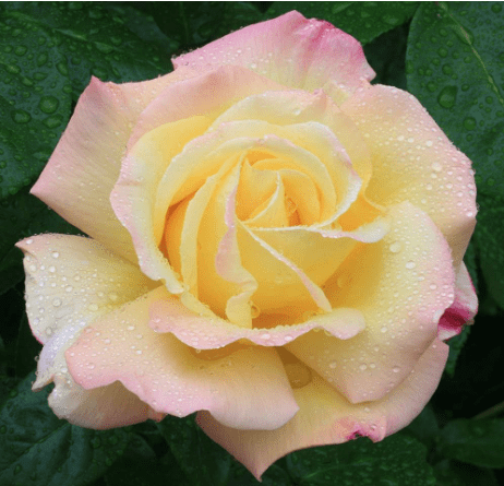 Heirloom Roses Rose Plant - Peace Rose Bush, Hybrid Tea Roses, Live Plant for Planting Outdoors