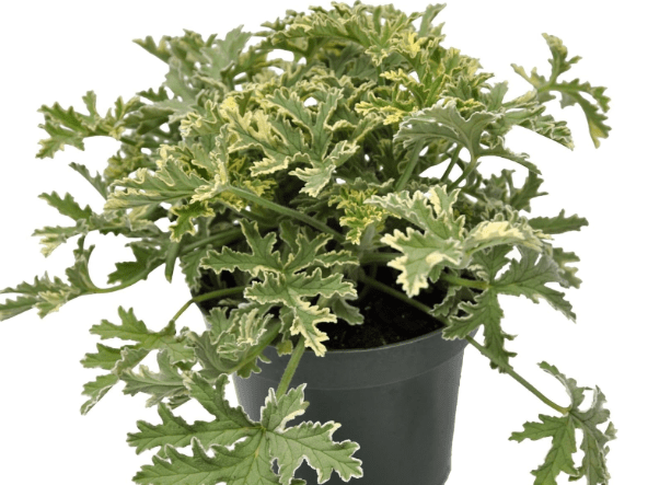 Pelargonium Graveolens Grey Lady Plymouth, Old-Fashioned Rose Geranium, Sweet Scented Geranium, Fragrant Flowering Plant, Classic Houseplant, ContainerSize: 4.5"