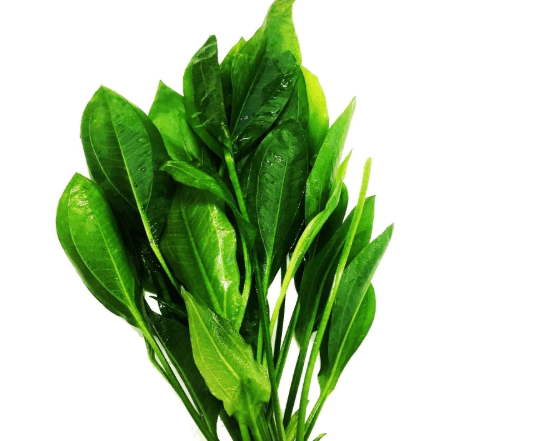 Greenpro 3-Bundles Amazon Sword | Echinodorus Bleheri Live Aquarium Plants Package Aquatic Freshwater Fish Tank Decorations