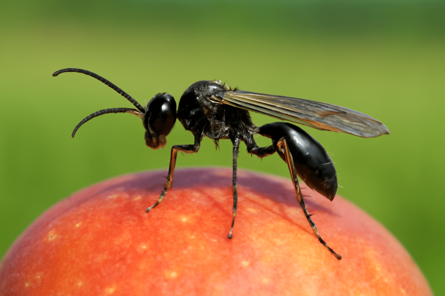 Close-up of parasitic wasp on fruit for biological pest control