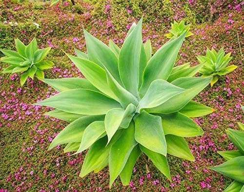 Rare Foxtail Agave ATTENUATA spineless agaves (TJ) Succulent Aloe Plant Seed 15 Seeds , Succulent, Cactus 