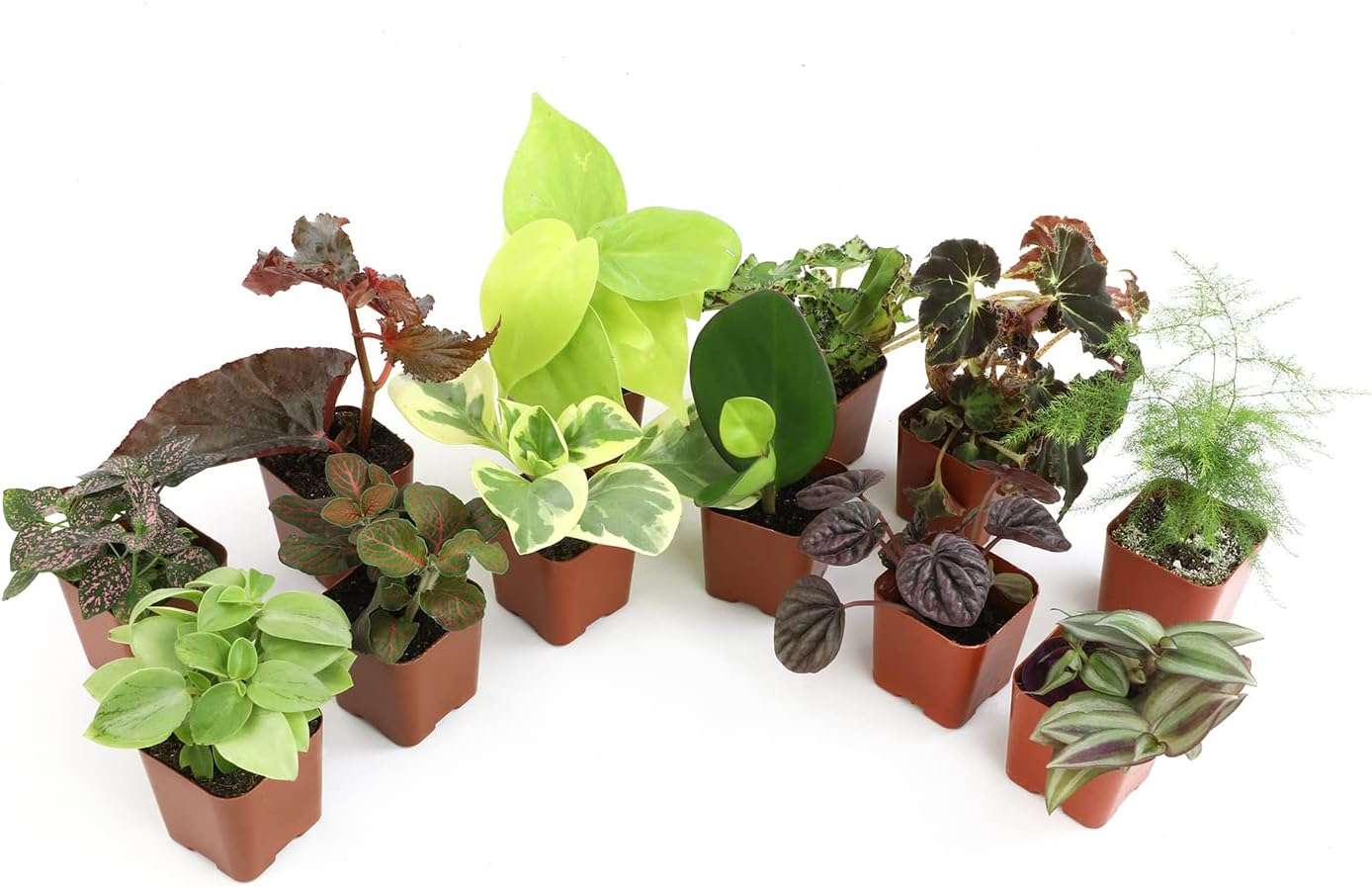 BubbleBlooms String of Turtles, 2 inch Set of 3, Peperomia prostrata Tiny Mini Pixie Plants