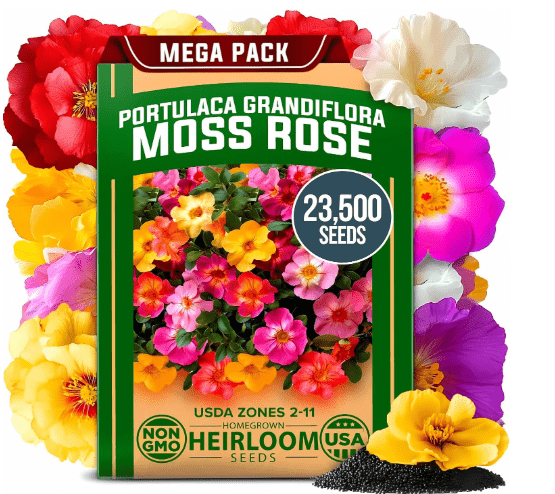 HOME GROWN 23,500+ Moss Rose Seeds (Bulk Pack) Annual Flower for Ground Cover - Heirloom 𝗡𝗢𝗡-𝗚𝗠𝗢 Portulaca Seeds for Planting Outdoors - Great for Low-Maintenance Gardens (Portulaca grandiflora)