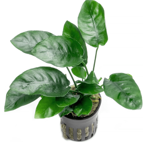Anubias Live Aquarium Plants - Potted Freshwater Plant for Fish Tanks, Terrariums - Beginner Friendly Low Light (Nana, 3 Pots)