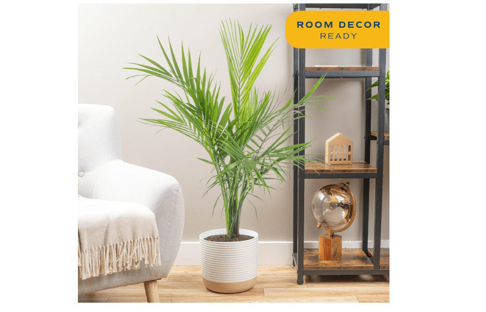 Costa Farms Majesty Palm Live Plant, Live Indoor and Outdoor Palm Tree, Potted in Modern Décor Planter, Tropical Floor Houseplant in Potting Soil, Great Patio, Balcony, Home Decor, 3-4 Feet Tall 
