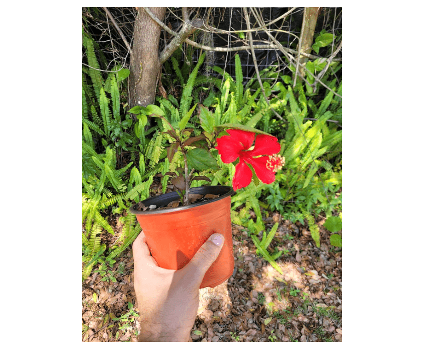 Red Hibiscus Plant- Live Plant in a 6 inch Pot - Hibiscus Rosa Sinensis 
