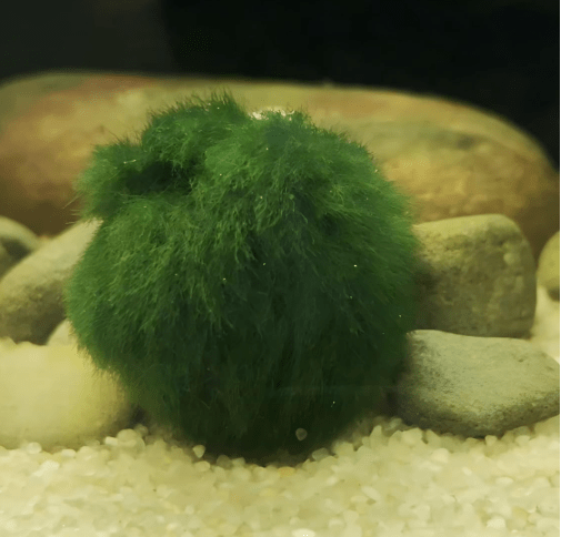 8-Pack Live Moss Pebbles Balls for Fish Tanks – Decorative Green Algae for Aquarium Decoration (8 Pack)