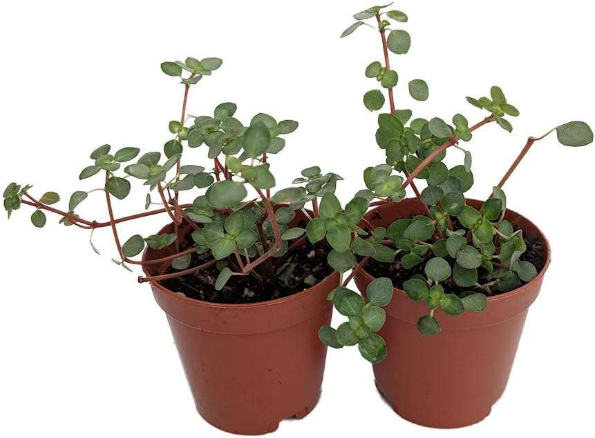 Blue Baby Tears - Pilea - Houseplant/Terrarium/Fairy Garden - 2 Pack 2" Pots