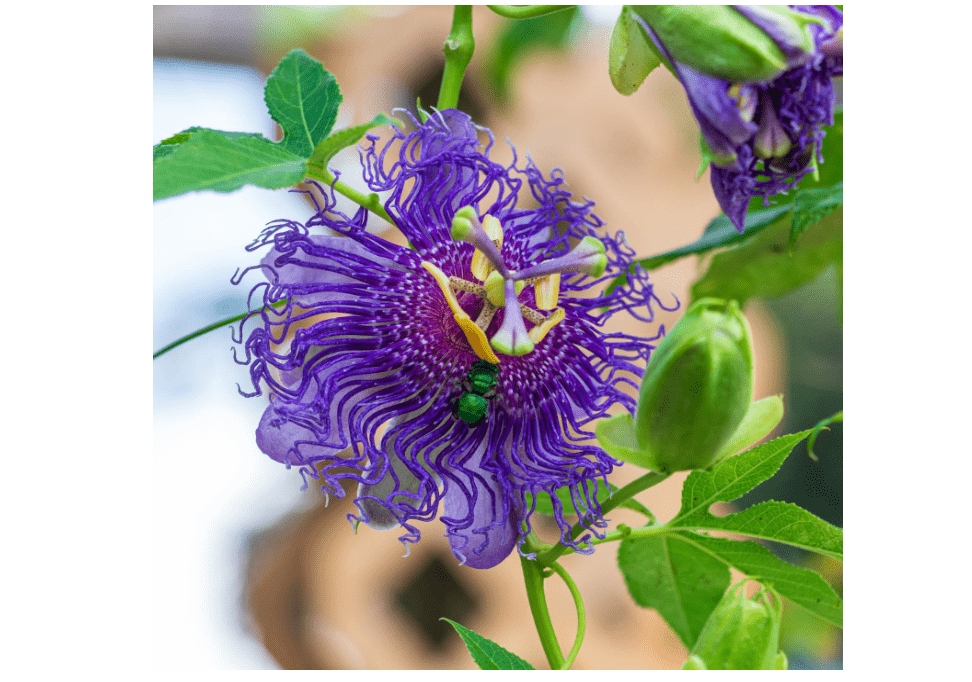 Purple Passion Flower Plant - Violet Purple Blue Passion Flower Vine Live Plant - Size 5 to 7 Inch Tall, Passiflora Flowers Starter Plant, Without Pot 