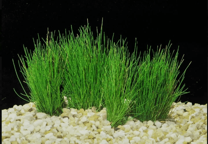 Dwarf Hairgrass (Eleocharis Parvula) Plant Mat 3x5 Inches - Lush Aquatic Carpet for Freshwater Aquariums and Terrariums