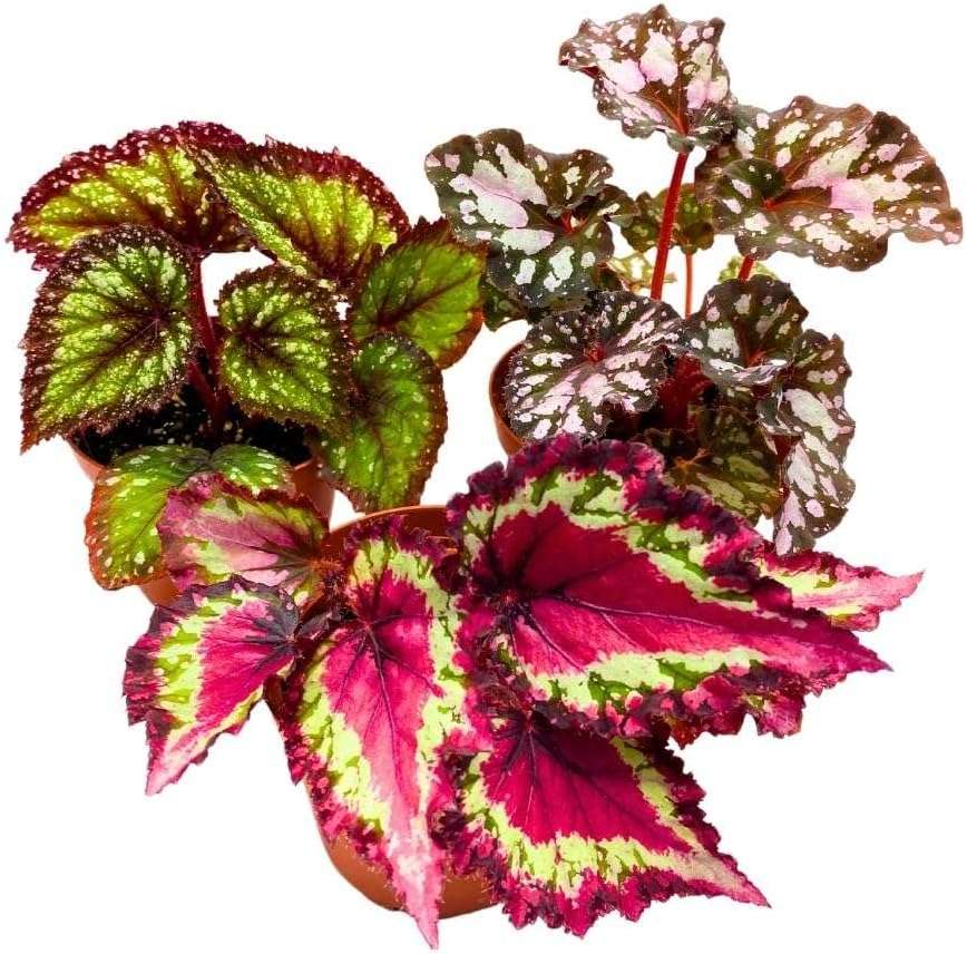 Harmony Foliage Harmony's Begonia Rex Assortment, in 4 inch pots, 3 Different Colorful Rex Begonias