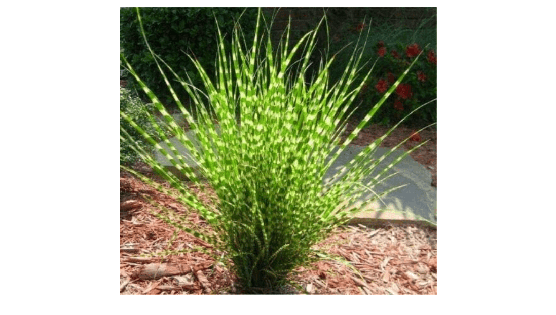 Jocadew Miscanthus sinensis Zebrinus Zebra Grass jocad (20 Seeds) 