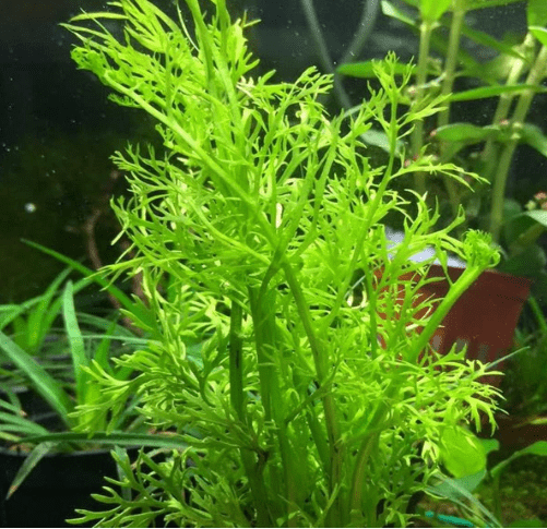 Heirloom Garden Water Sprite Ceratopteris Siliquosa Live Plant - Live Aquarium Plants Accessories, House Plants Indoors, Terrarium Kit, Perfect for Water Fish Tank Decorations, Green