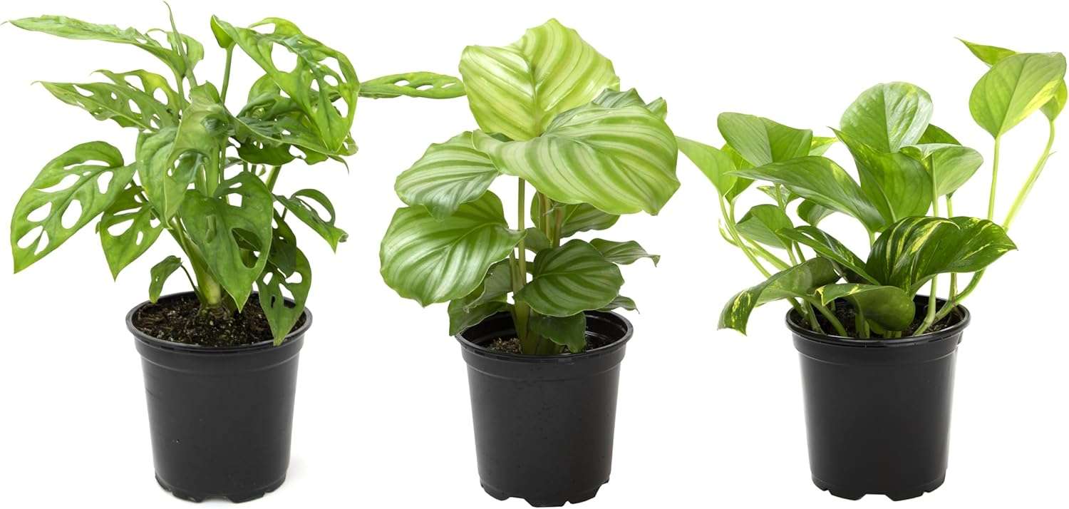 Essential Houseplant Collection (3PK) Live Plants Indoor Plants Live Houseplants in Plant Pots, Easy House Plants Indoors Live