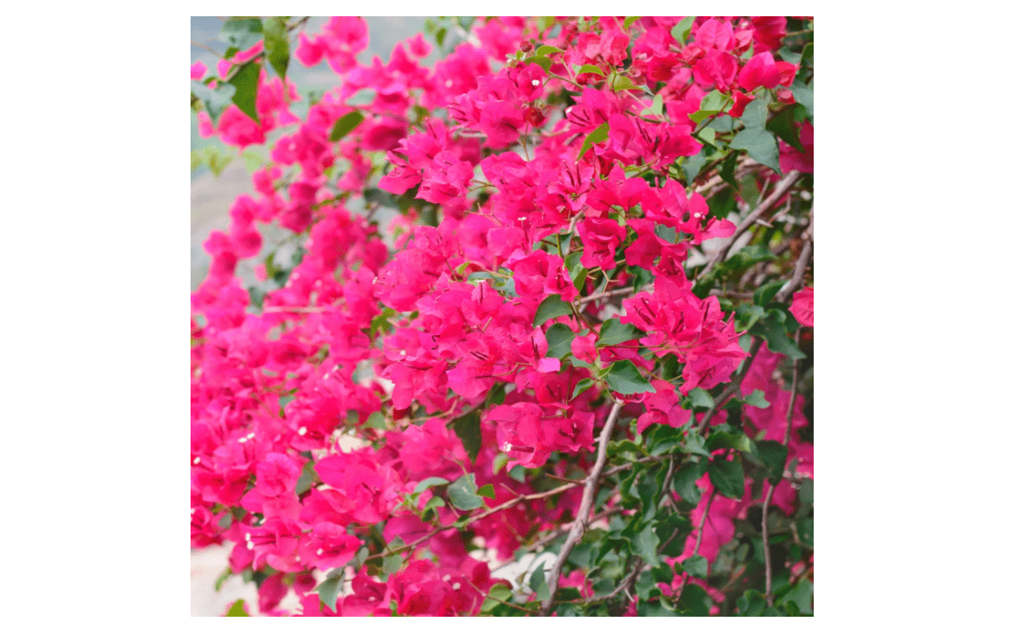 2 Bougainvillea Plants 4 to 5 Inches Height, Bougainvillea Vines Flower Plant, Live Plant Bougainvillea Vine 