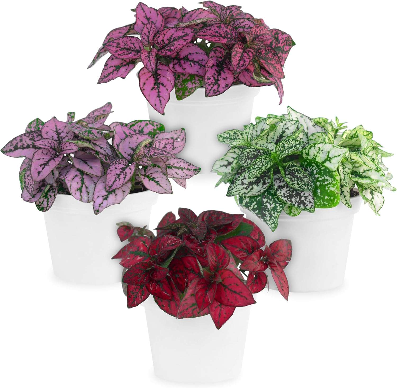 Polka Dot Plant Collection (4-Pack) - House Plants Indoors Live, Air Purifying Live Indoor House Plants, (Red, White, Rose, and Pink)