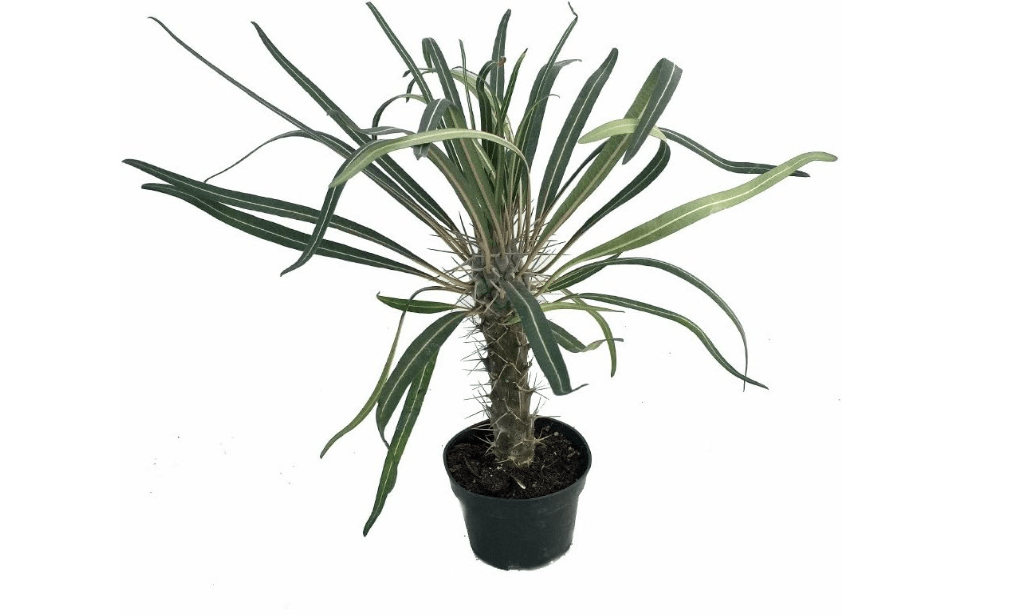 Madagascar Palm - Pachypodium Lamerei - Exotic & Easy! - 4" Pot 