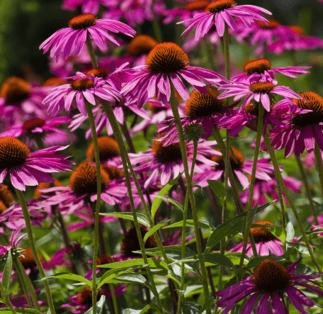 Clovers Garden Purple Coneflower (Echinacea Purpurea) Plants – Two (2) Live Plants – Non-GMO - Not Seeds - Each 4" to 8" Tall – in 4" Inch Pots – Hardy Flowering Perennial, Pollinator Favorite
