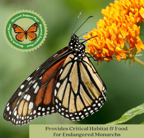 Clovers Garden Asclepias Tuberosa (Butterfly Milkweed) Plants – Two (2) Live Plants – Non-GMO - Not Seeds - Each 4" to 8" Tall – in 4" Inch Pots – Monarch Favorite, Super Hardy