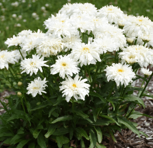 'Marshmallow' Shasta Daisy (Leucanthemum) - Perennials, White Shasta Daisy Plants 2 Inch Pot | Summer Flowers, Easy to Grow & Low Maintenance (2 Pack)