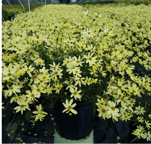 Coreopsis verticillata 'Moonbeam' (Tickseed) Perennial, pale yellow flowers, 1 - Size 