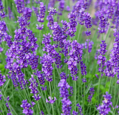 Greenwood Nursery: Live Perennial Plants - Munstead Lavender + Lavandula Angustifolia - [Qty: 2X 3.5 Pots] - (Click for Other Available Plants/Quantities)
