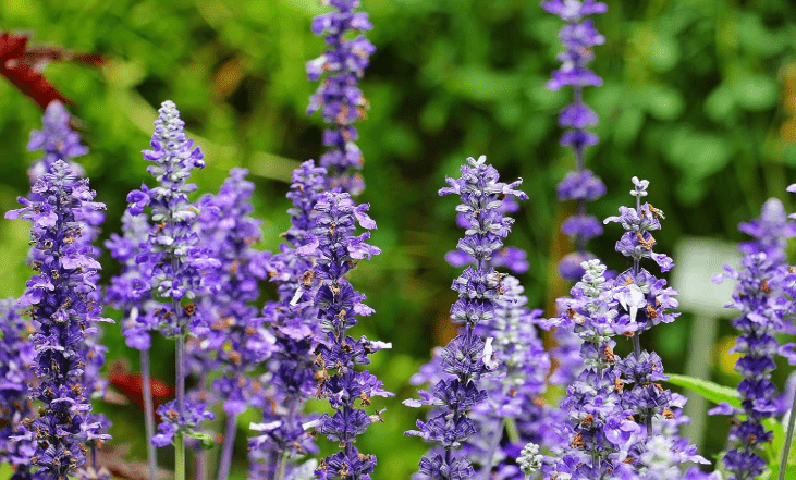 Greenwood Nursery: Live Perennial Plants - Russian Sage 'Little Spire' + Perovskia Atriplicifolia - [Qty: 2X 3.5 Pots] - (Click for Other Available Plants/Quantities)