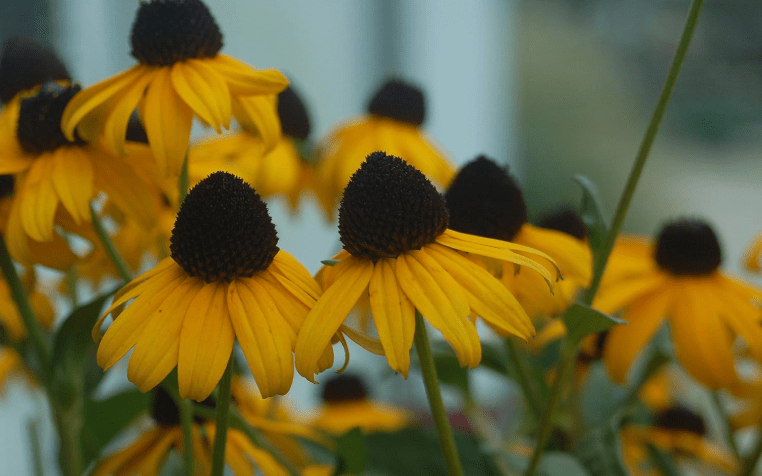  Rudbeckia fulgida 'Goldsturm' (Black Eyed Susan) Perennial, yellow flowers, 1 - Size Container
