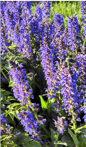 Salvia nemerosa 'May Night' (Meadow Sage) Perennial, purple flowers, 1 - Size Container