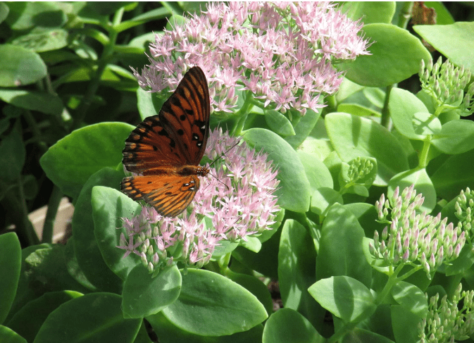 5 Plants Autumn Joy Stonecrop Sedum