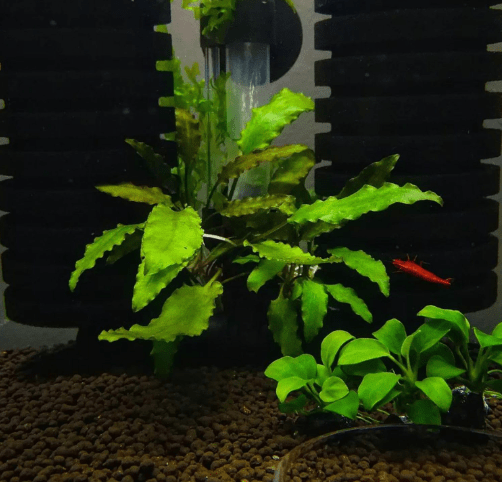 Green Cryptocoryne Wendtii Grown in Vitro Tissue Culture Aquariums Live Plants for Fish Tank Decoration