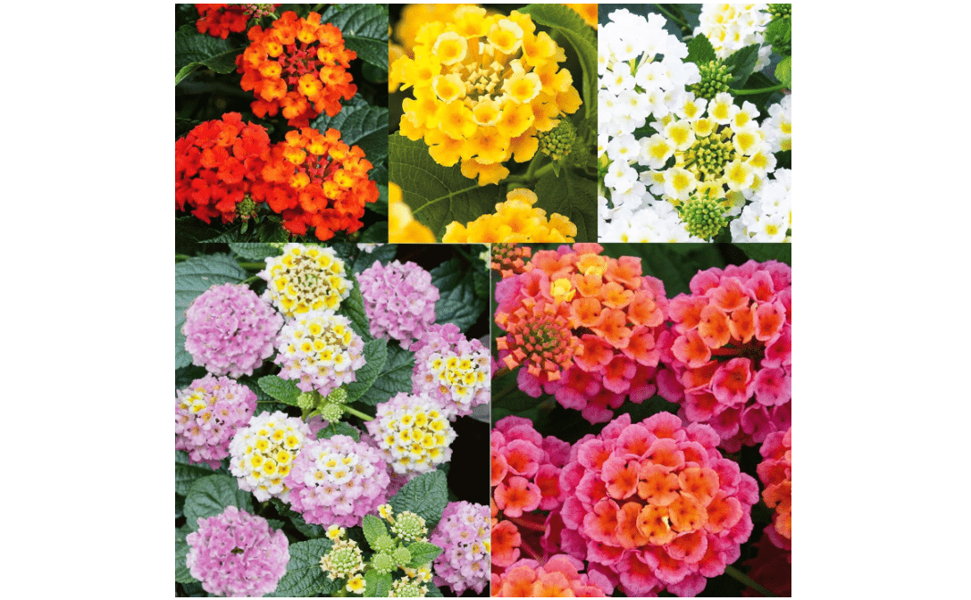 300+Perennial Mix Lantana Camara Flowers Seeds for Planting Outdoors Home Garden 
