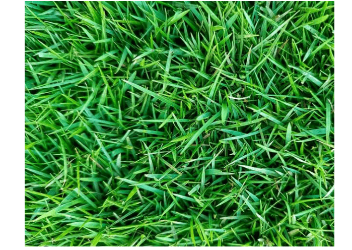 5Lbs Zenith Zoysia Grass Seeds and Mulch, Lawngrass Seeds, Zenith Grass Seeds for Lawn