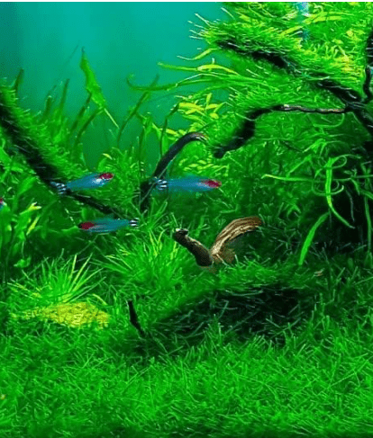 Java Moss Live Plant (Vesicularia dubyana) 4 oz Cup