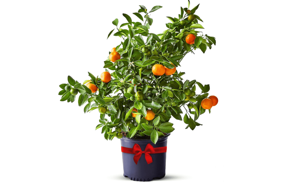 Calamondin Trees Live Plants Outdoor Plant - Dwarf Calamondin Tree Cannot Ship: CA, AZ/TX/LA – Patio Fruit Plant, Real Citrus Tree Pot, Indoor Fruit Trees 