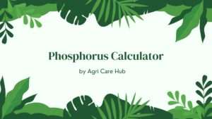 Phosphorus Calculator