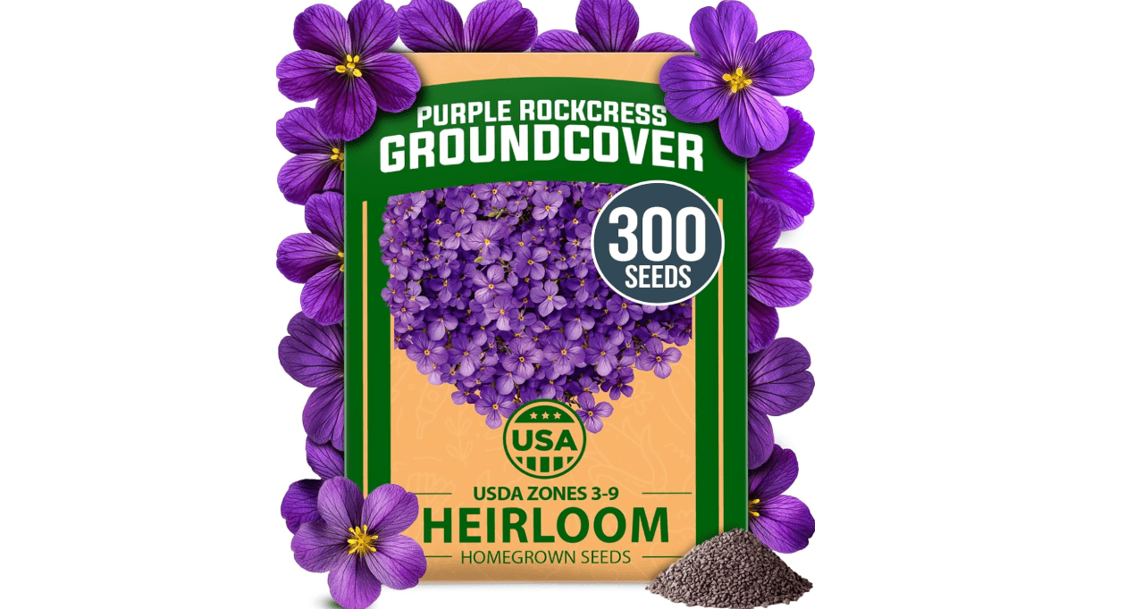 HOME GROWN 𝗨𝗦𝗔 𝗣𝗥𝗘𝗠𝗜𝗨𝗠 Aubrieta Rock Cress Purple, Flowering Ground Cover Seed Pack, Perennial Cress Seeds for Planting Outdoor Lawn Gardens 300 𝗡𝗢𝗡-𝗚𝗠𝗢 Aubrieta deltoidea Flower Seeds 