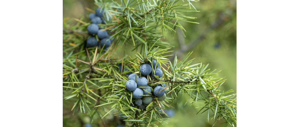 60Pcs Common Junipers Seeds Juniperus Communis Tree Shrub Fruit Seeds for Planting Screening Plant Evergreen Border Fast Growing for Backyard by YEGAOL Garden 