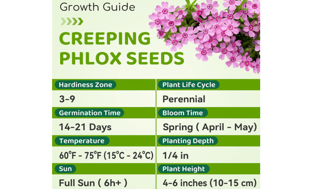 Purple Creeping Phlox Seeds for Planting, 2000 Colorful Perennial Flower Ground Cover Plant Seed, Non-GMO Long Blooming Lawn Alternative Great for Home Garden Decor 