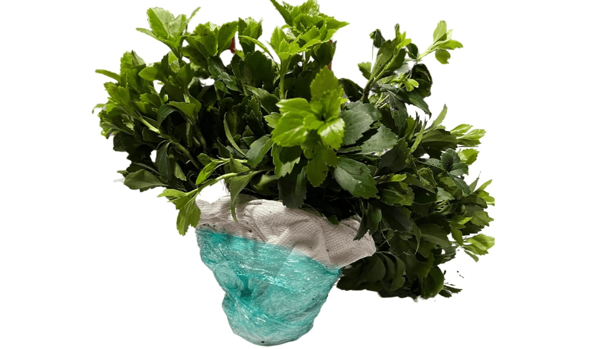 Pachysandra Terminalis Japanese Spurge Groundcover - 100 Bare Root Plants 