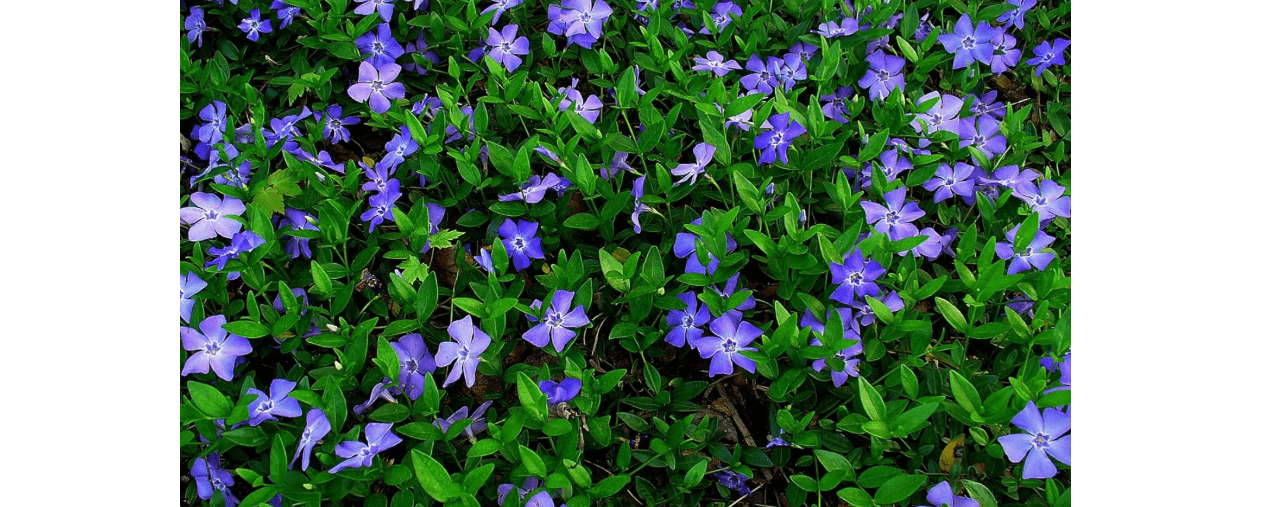 Greenwood Nursery: Live Ground-Cover Plants - Vinca Minor + Lesser/Dwarf Periwinkle - [Qty: 50 Bare Roots] - (Click for Other Available Plants/Quantities) 