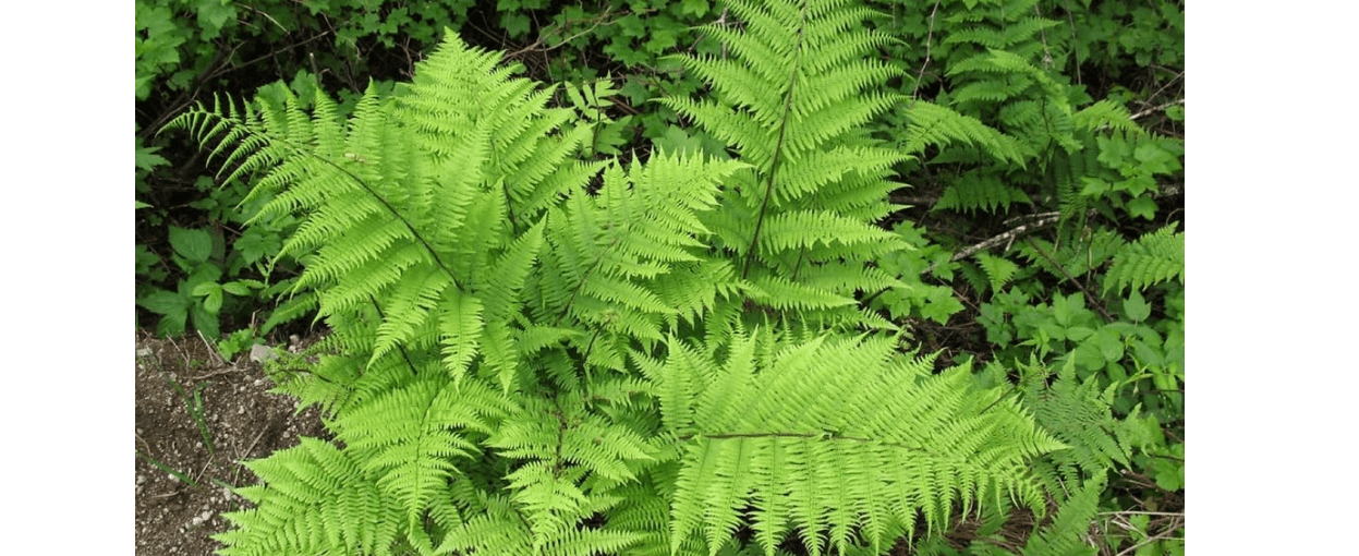 10 Lady Fern Plants Live, Live Fern Plants Outdoors, 10 Bare Roots for Gardening, Not Plant 