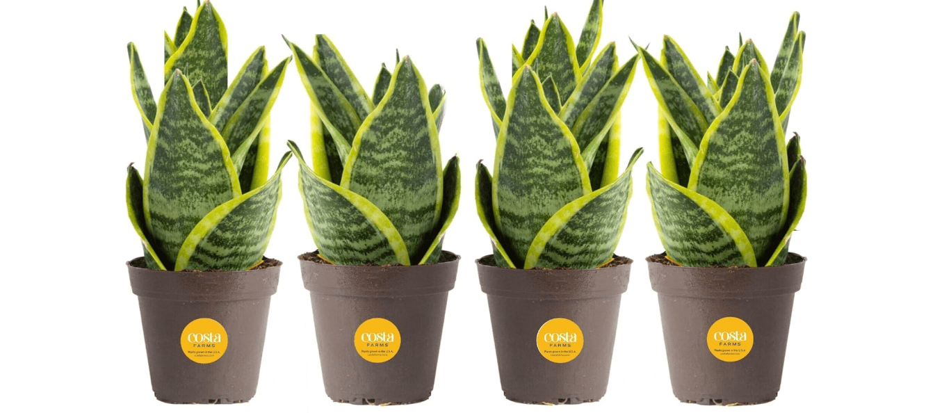 Costa Farms Snake Plant (4-Pack), Spring Decor, Giftable Plant Item, Live Indoor and Outdoor Sansevieria Plants, Easy Care Live Succulent Houseplants Potted in Nursery Pots, 8-Inches Tall 