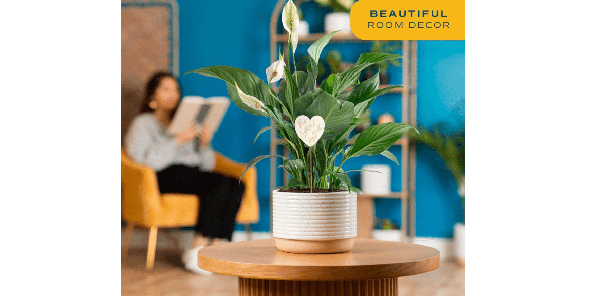 Costa Farms Peace Lily Live Plant, Decor Ready Houseplant with Flowers - 1 Foot Tall - Easy to Grow Blooming Plant in 6-Inch Flower Pot | Birthday Gift | Room Decor, Home Decor 