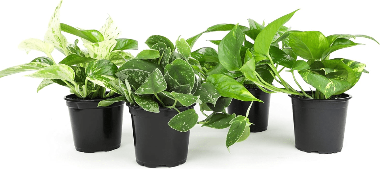 Live Pothos Plants (4PK) Indoor Plants Live Houseplants, Pothos Live Plant House Plants, Money Plant Indoor Pothos Plant Decor, Devils Ivy Trailing Plants Live by Plants for Pets,Black 