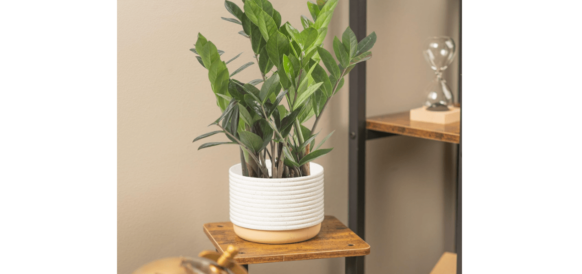 Costa Farms ZZ Plant, Live Indoor Houseplant in Modern Decor Planter, Natural Air Purifier in Potting Soil, Gift for Plant Lovers, Birthday Gift, Tabletop Living Room Decor, Desk Decor, 12-Inches Tall 