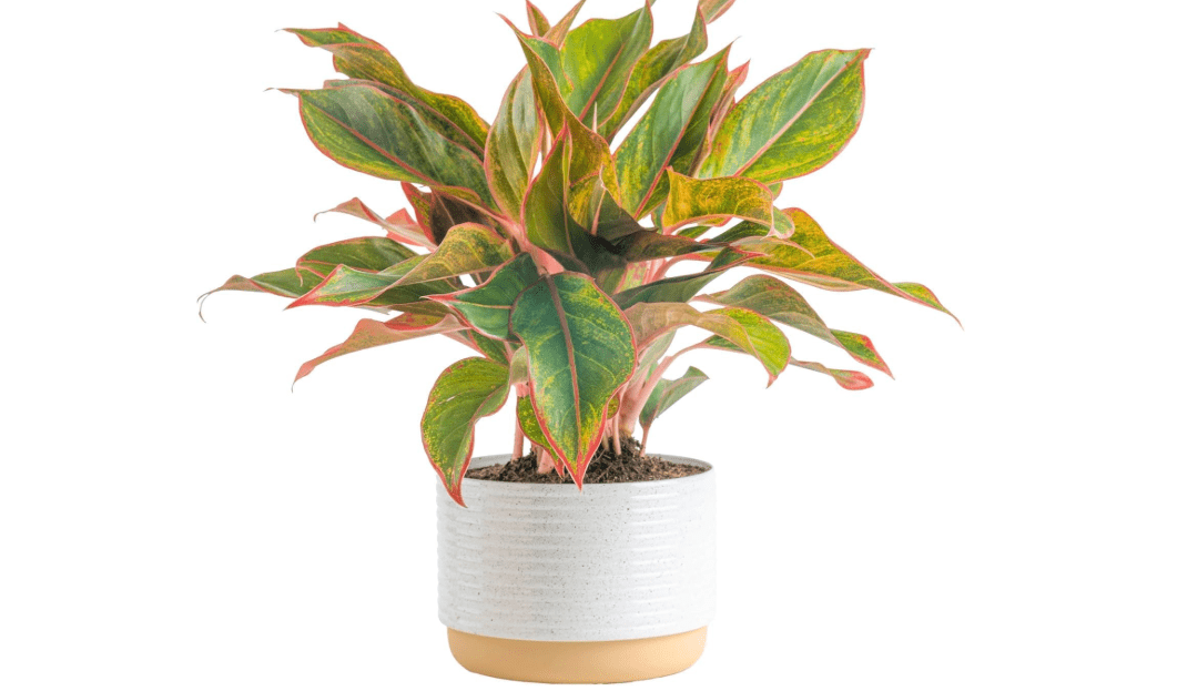 Costa Farms Chinese Evergreen, Red, Easy to Grow Live Indoor Plant Aglaonema, Houseplant Potted in Indoors Garden Plant Pot, Potting Soil Mix, Gift for New Home, Office, or Home Décor, 1-2 Feet Tall 