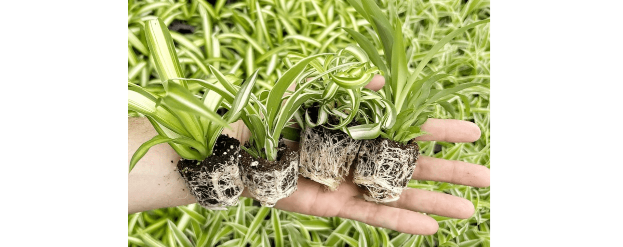 Spider Plant Variety Pack - 4 Spider Plants Live House Plants - Ocean, Hawaiian, Green, Bonnie Curly - Perfect for Home Garden & Office Decor - Ideal for Indoor Air Quality & Easy to Care 