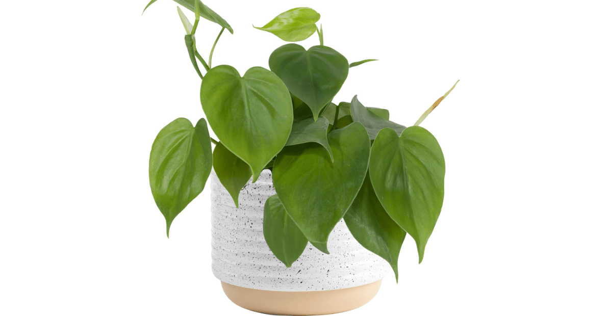 Costa Farms Philodendron Live Plant, Grower's Choice Indoor House Plant, Easy to Grow Vining Houseplant in Decorative Plant Pot, Climbing Trellis, Living Room Home or Office Decor, Birthday Gift 