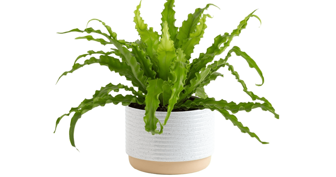 Costa Farms Bird's Nest Fern Plant, Easy Care Live Indoor Houseplant in Modern Decor Planter, Potted in Soil Potting Mix, Outdoor Garden Gift, Beautiful Home Décor, Housewarming Gift, 15-Inches Tall 